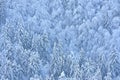 Winter scene with snowy spruces and beech