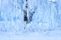 Winter scene. Snowy tree. Christmas background. Branches of tree covered snow and hoarfrost. Cold nature landscape Royalty Free Stock Photo