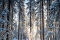 winter scene of spruce or pine forest with sunbeams coming in between them Royalty Free Stock Photo