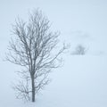 Winter scene Royalty Free Stock Photo