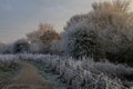 Winter scene on an early January morning with trees, bushes and grass covered in frost.