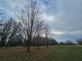 Winter scene of trees at a park with blue cloudy skies. Royalty Free Stock Photo