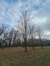 Winter scene of trees at a park with blue cloudy skies. Royalty Free Stock Photo