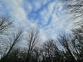Winter scene of trees at a park with blue cloudy skies. Royalty Free Stock Photo
