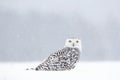 Winter scene with white owl. Snowy owl, Nyctea scandiaca, rare bird sitting on the snow, snowflakes in wind, Manitoba, Canada. Wil