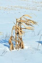 Winter scene of wind blown standing corn stalks Royalty Free Stock Photo