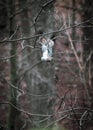 Winter scene of a grey squirrel's acrobatic antics precariously hanging upside down on thin tree limb.