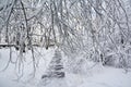 Winter scenery. Beautiful winter park path covered snow. Early frosty morning in the park Royalty Free Stock Photo