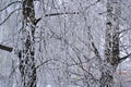 Winter scenery: birch tree with silver rime for concept design Royalty Free Stock Photo