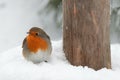 Winter scenery with European Robin bird sitting in the snow Royalty Free Stock Photo