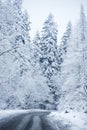 Winter Scenery - Forest Road Royalty Free Stock Photo
