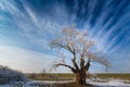 Winter scenery with frost cover tree