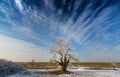 Winter scenery with frost cover tree