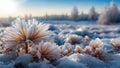 Winter scenery with frosty ice flowers, snow, and crystals Royalty Free Stock Photo