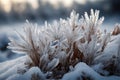 Winter scenery with frosty ice flowers, snow, and crystals Royalty Free Stock Photo