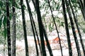 Winter Scenery of Juknokwon Bamboo Forest in Damyang, Korea Royalty Free Stock Photo