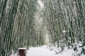 Winter Scenery of Juknokwon Bamboo Forest in Damyang, Korea Royalty Free Stock Photo