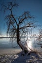 Winter scenery at the MÃÂ¼ggelsee in Berlin, Germany. Frozen lake, snow and bare tree Royalty Free Stock Photo