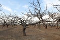 Winter scenery of Peach Orchard Royalty Free Stock Photo