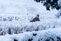 Winter Scenery: A Selfie Woman
