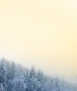 Winter scenery with snow covered coniferous forest Royalty Free Stock Photo