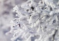 winter scenery with snow covered trees and branches Royalty Free Stock Photo