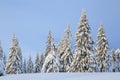 Winter scenery in the sunny day. Mountain landscapes. Trees covered with white snow, lawn and blue sky. Carpathian mountain.