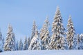 Winter scenery in the sunny day. Mountain landscapes. Trees covered with white snow, lawn and blue sky. Location the Carpathian Royalty Free Stock Photo