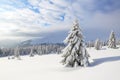 Winter scenery in the sunny day. Mountain landscapes. Trees covered with white snow, lawn and mistery sky. Carpathian.