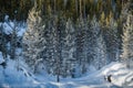 Winter Scenery in Yellowstone National Park