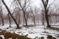 Winter scenes, nature cold. Beautiful winter landscape with snow covered trees on a snowing day. Royalty Free Stock Photo