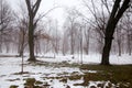 Winter scenes, nature cold. Beautiful winter landscape with snow covered trees on a snowing day. Royalty Free Stock Photo