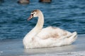 Winter Scenic Shore Bird Mute Swan Profile Royalty Free Stock Photo