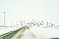 Winter scenic view flock of black birds flying over the road covered in snow