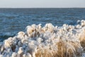 Winter sea landscape with reed covered in ice Royalty Free Stock Photo