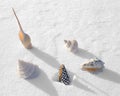 Winter sea shells Royalty Free Stock Photo