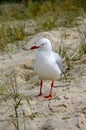Winter Seagull Broken Head NSW