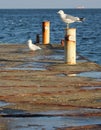 Winter seagulls Odessa sea, sun and birds