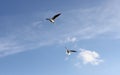 Winter seagulls Odessa sun and birds