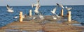 Winter seagulls Odessa sea, sun and birds