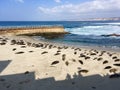 Winter Seals on the Beach