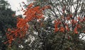 Winter seasional orange flowers in ramna Park of Dhaka City of bangladesh