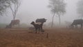 Winter season  animal husbandry and pets facing the cold weather. Misty foggy morning in background Royalty Free Stock Photo