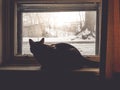 Winter season with the cat sit and waiting next to the window an