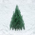 Winter season,christmas concepts ideas with pine tree on snow