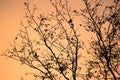Winter season coming - silhouette of nude tree branches in orange sunset sky Royalty Free Stock Photo