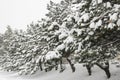 Frost spruce trees in winter park