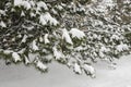 Frost spruce trees in winter park