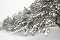 Frost spruce trees in winter park