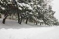 Frost spruce trees in winter park